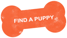 https://www.canichecentral.com/wp-content/uploads/2022/04/find-a-puppy.png